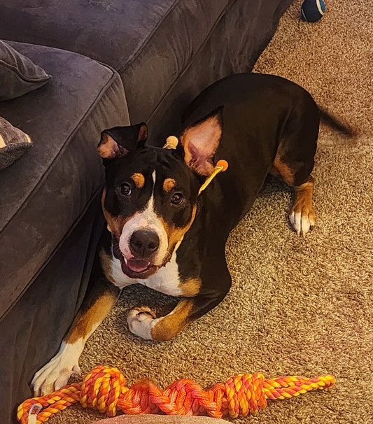 It's A Bird. It's a Plane..It's Bear – The Crazy, Cool, and Oh-so-Lovable Pitbull!